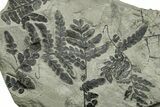 Carboniferous Fossil Fern (Odontopteris) Plate - France #377534-1